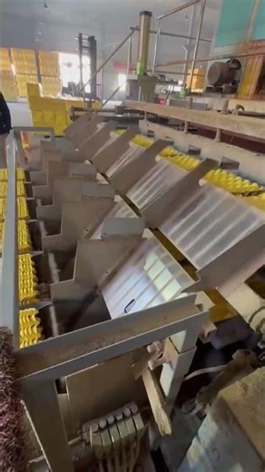 Fully Automatic Egg Tray Making Machine: From Pulp to Finished Product