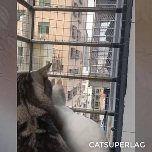 35K views · 1.5K reactions | Hello my neighbor  | Cat Super LAG | Facebook