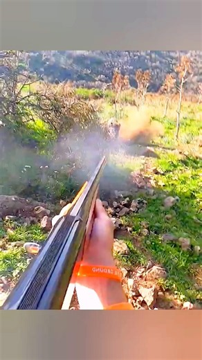 🐗 Большие кабаны среди просторов природы — впечатляющие кадры #кабан #дикийкабан#кабаны#дикаяприрода