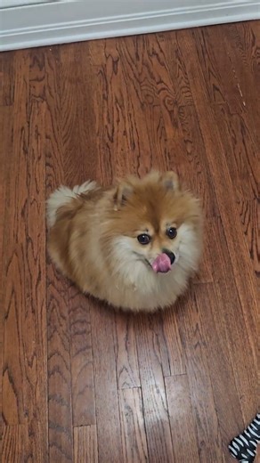In the mood for some chicken 🐔 #pomeranian #puppy #baby #cutedog #cute #pomeranianlovers