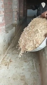 Feed Formulation for Cattle. #livestockfarming #livestock #livestockdiseases #livestockfarmer | Livestock Farmer