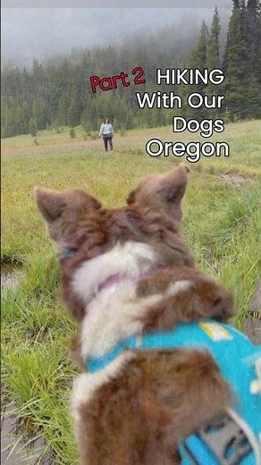 Dog-Friendly Hikes in Oregon (Best Waterfall Trails to Hike With Dogs) #DogFriendlyHikes