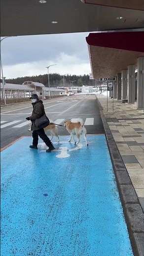 【秋田犬のお出迎え】🐾おつかれさま💕 2025.3.8 #秋田犬 #akita #大館能代空港