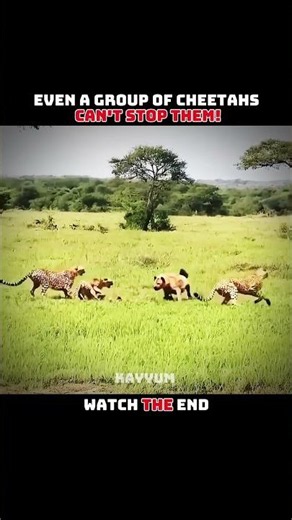 Hyenas Steal From Everyone, Until The Lion Arrives! #LionKing #Hyena #Cheetah