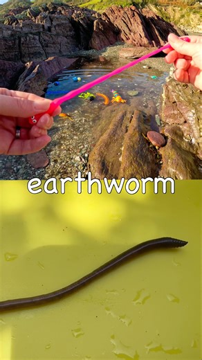 Learn Bug Insect Names for Kids: Crane Fly Scorpion Rhino Beetle Worm #HolidaysWithYouTube