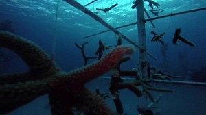 For the past week SeaWorld Ambassador Krissy has been exploring the wonders of our oceans with Coral Restoration Foundation. Click to learn more about the Coral Reef Restoration project and how it’s saving coral reefs: http://bit.ly/2bMgDxi and watch for a sneak peak at some of her adventures | SeaWorld