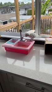 Parrot reality Show 😂 | Lucky Lou and Coco Too