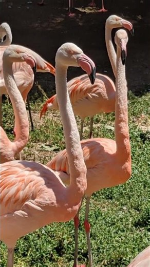 RV to a Flamingo flock - West Coast of California! My Photo! ‪@somedayistodayrv‬ #airstream #flamingo