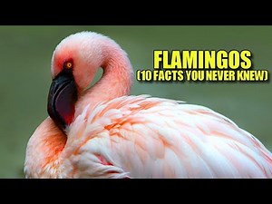 Flamingo 🦩 (10 FACTS You NEVER KNEW)