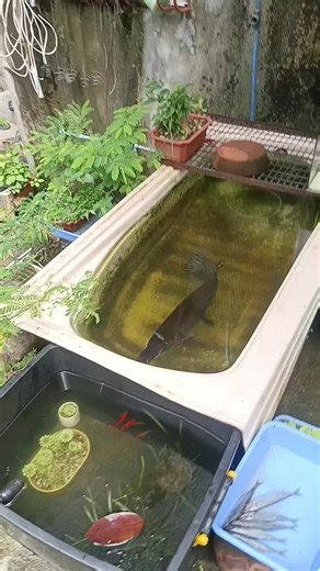 Top Tips for Successful Fishkeeping and Care