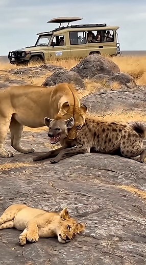 301K views · 3.4K reactions | Can the hyena fight back against the lion’s attack 女領❓ #lion #danger | كشف المجهول | Facebook