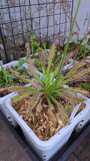 Discover the Stunning Carnivorous Plant DROSERA HERCULES