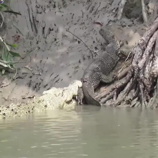 Crocodile Brutally Attacks Komodo Dragon