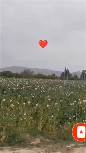Visit to Poppy Cultivation Fields 🌸 | Rural Life #PoppyCultivation #VillageLife #Rural #TravelShorts