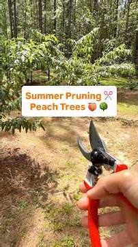 Summer Pruning Peach Trees #pruning #fruittrees #peachtree #growyourownfood