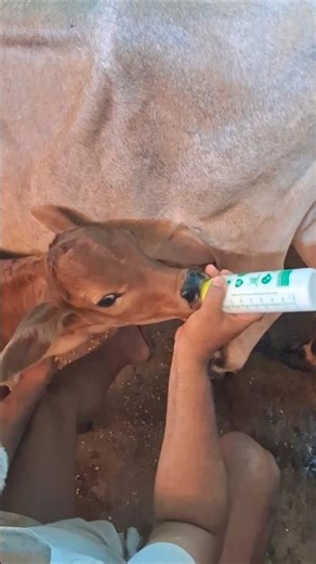 “Newborn Calf First Bottle Feeding 🍼❤️ | Cutest Village Moment Ever 🐄🥺 #shorts”