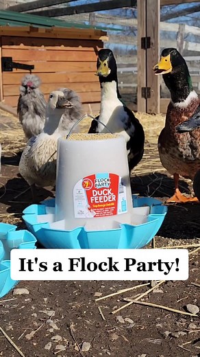Housewarming Gifts for Ducks: Durable Duck and Goose Feeders
