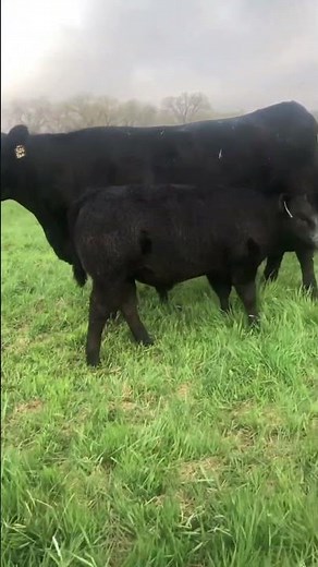 ⭕ Angus Cattle ✅ Biggest Bulls And Cow