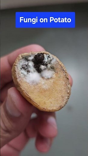 #FungusOnPotato #Rhizoctonia solani fungus #Fungus #Microbs #Biologypractical #sciencepractical
