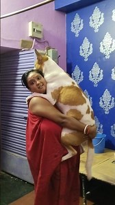 এ মা গো #🤣♥️funny#song #dog #subscribemychannel 👈🙏