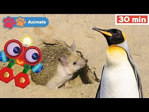 Toddlers Learn Animals with Robi | Educational Early Learning Videos | Animals Names & Sounds