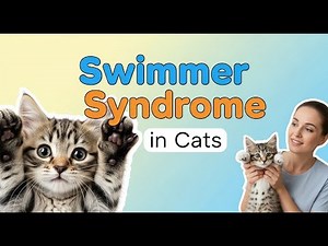 Swimmer Syndrome in Cats: What You Need to Know
