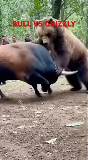 Bull vs Grizzly – The Most Powerful Battle Ever! 🐂🐻🔥