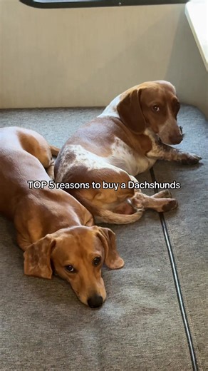Top 5 Reasons to Buy a Dachshund