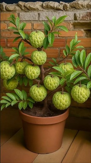 🌿How to Grow Custard Apple Tree from Brance | Fast growing tips