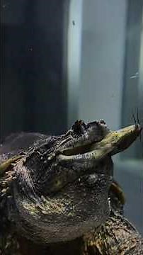 I Caught a GIANT Alligator Snapping Turtle in the Wild! #turtlewatching #animal