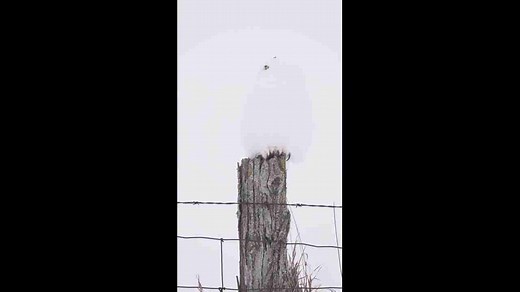 White owl spotted in snowy landscape in Ontario, Canada