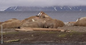 Atlantic Walrus Moving Around Arctic Beach