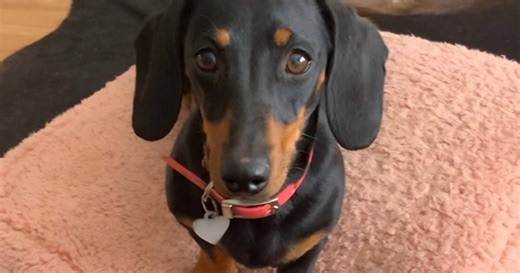 Breed won't predict dog's personality, study says