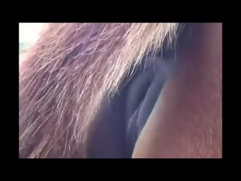 Very long Horse Fart