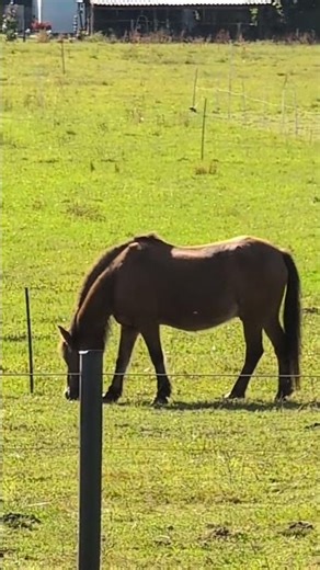 Schau, mit welcher Begeisterung das Pferd frisches Gras frisst