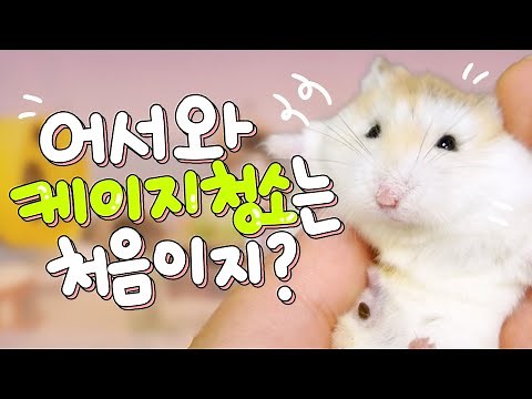 꼬질꼬질한 햄스터 케이지 대청소하기! [햄스터 케이지 꾸미기]