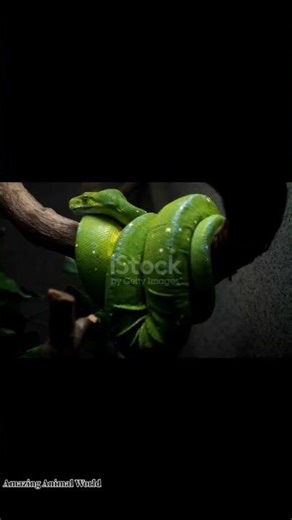 "Green python on a tree (cinematic and calm style)"