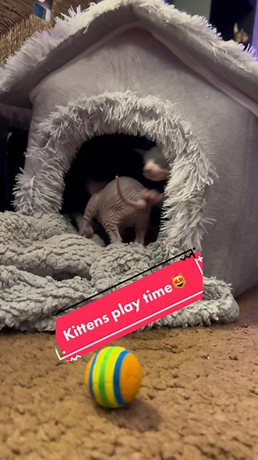 Sphynx kittens play time😻 #sphynxkittens #kittensplaying #playtime #cute #kittensoftiktok