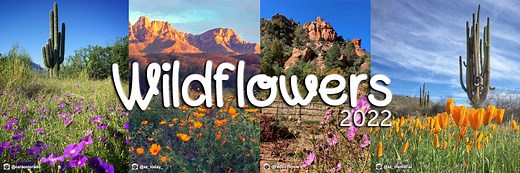 Wildflower Bloomdar | Arizona State Parks