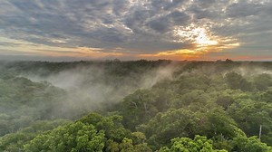 How AI is helping rainforest conservation