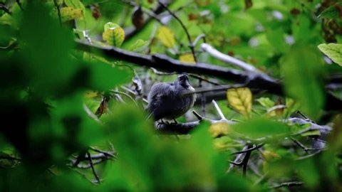 clip-4010305577-new-zealand-fantail-pīwakawaka-rhipidura-fuliginosa-bird