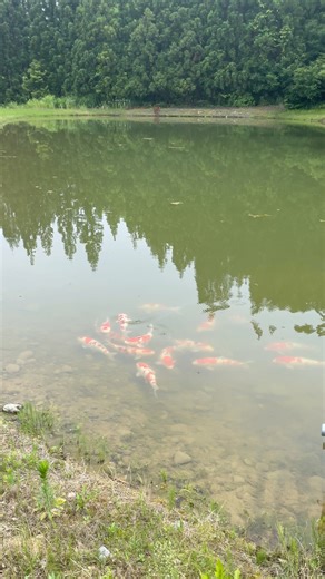 Feeding 40 Hungry Japanese Koi Fish at their Mud Pond 😍 #koi #koifish #japanesekoi #koibreeder | Yvo - The Koi Partner