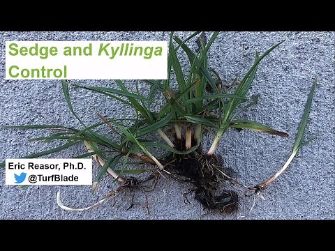 Sedge and Kyllinga Control
