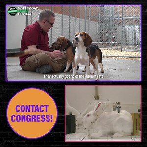 134 reactions · 51 shares | WCW just exposed how the Biden Admin canceled the plan to end animal testing at the EPA. It’s the largest resurgence of animal testing in US government history. Sign now! | White Coat Waste | Facebook