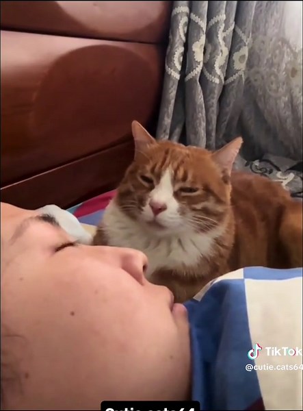 Cats core 😼 #chats #cats #fyp #foryou #pet #cat