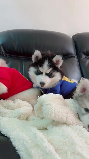 Adorable Playful Huskies in Colorful Outfits