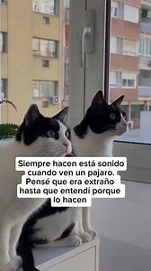 👇 Leé esto ¿Tu gato hace sonidos extraños cuando ve pájaros por la ventana? 🐦😳 Ese “cack-cack” rápido, como un chirrido con la mandíbula temblando… y vos pensás: 👉 “¿Se ahogó?” 👉 “¿Está estresado?” 👉 “¿Tiene algo en la boca?” Respirá tranquilo. 💡 No es nada malo. Es puro instinto felino. Cuando tu gato observa una presa que no puede alcanzar, su interior se activa por completo: ⚡ emoción intensa, frustración y deseo de cazar. Ese sonido es una descarga de energía: su mente grita “¡a cazar