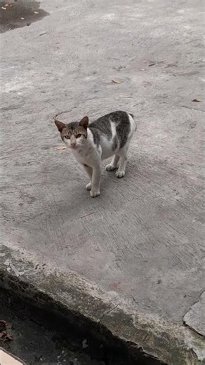 #cat #catshorts #catlife #kucing