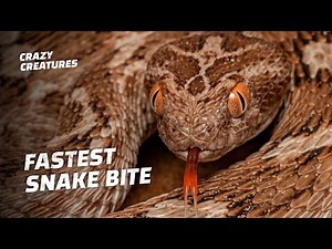This Deadly Viper Sounds Like a Saw