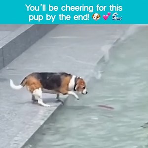 5.7M views · 7.7K reactions | This is more thrilling than a sporting event! 藍 (VIA Angela P.) | The Pet Collective | Facebook